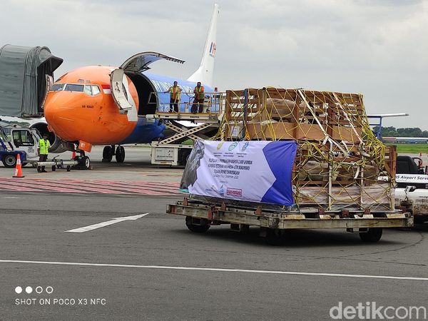 Foto: 1301 Ekor Domba Rp 2,2 Miliar Diekspor ke Brunei Darussalam