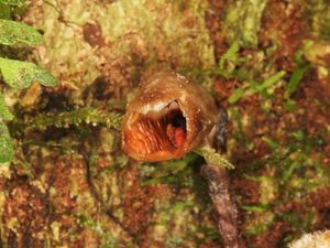 156 Spesies Baru Tanaman Ditemukan Tahun Ini, Ada Anggrek Buruk Rupa