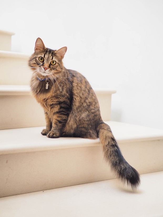 Manfaat Metode Lion Cut Untuk Kesehatan Kucing