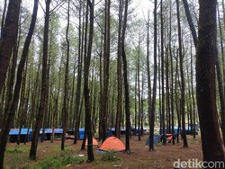 6 Manfaat Hutan bagi Manusia