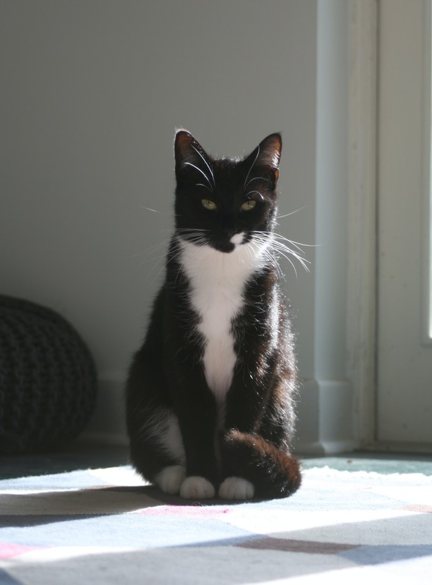 Bukan Kucing Oren Ini Dia Tuxedo Cat Kucing Paling Bukan Kucing Oren Ini Dia Tuxedo Cat Kucing Paling