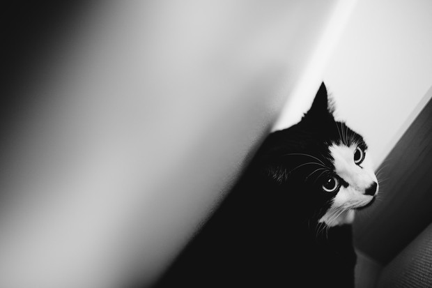 kucing tuxedo/sumber:unsplash.com kucing tuxedo