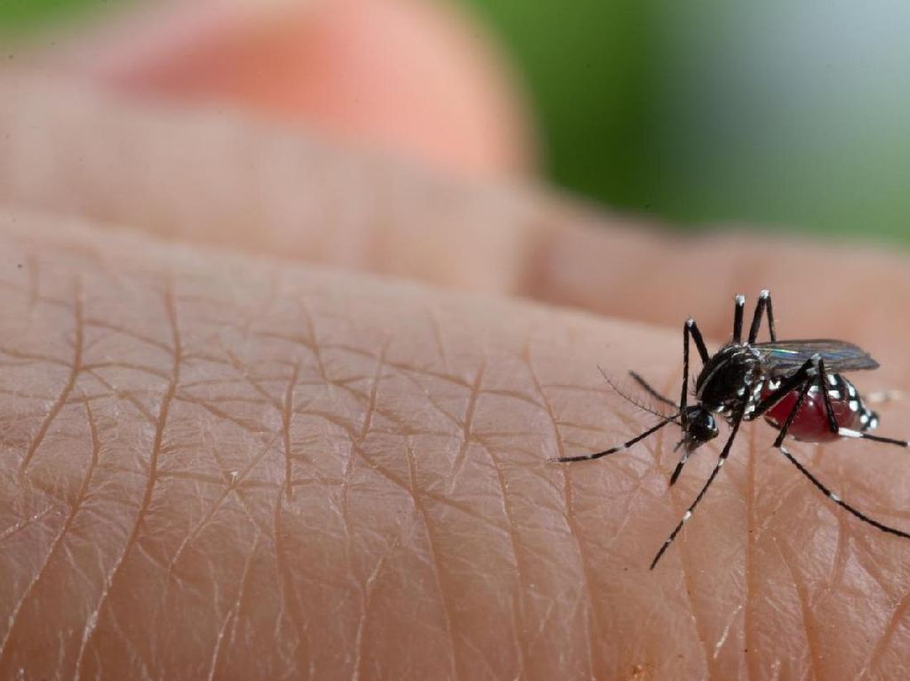 Nyamuk Mematikan Pembawa Virus Zika Berkeliaran di Prancis