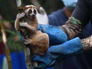 Potret Pelepasliaran Kukang Jawa di Gunung Salak Potret Pelepasliaran Kukang Jawa di Gunung Salak