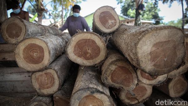 Geliat Pengusaha Kayu Jati di Malaka