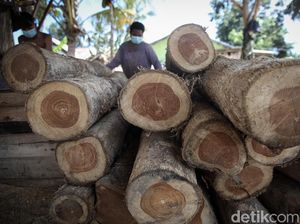 Geliat Pengusaha Kayu Jati di Malaka Geliat Pengusaha Kayu Jati di Malaka