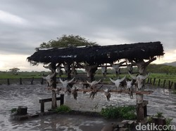 Kemarin Hari Terakhir Buka, TN Baluran Ramai