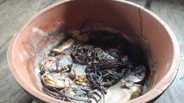 Foto: Keladi yang Mahal di Jakarta, Cuma Jadi Bumbu Masak di Papua