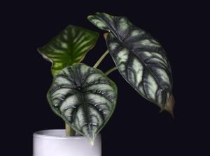 Viral Aksi Emak-emak Berburu Tanaman Hias Keladi di Kuburan