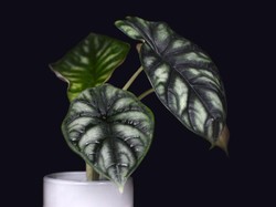 Viral Aksi Emak-emak Berburu Tanaman Hias Keladi di Kuburan