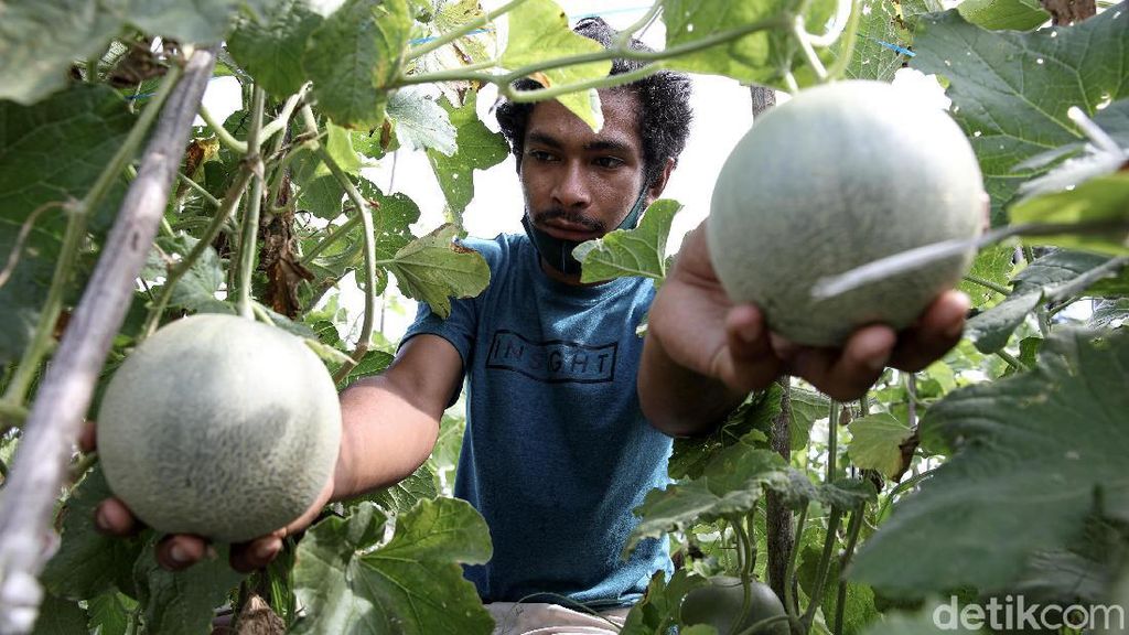 Kisah Anak Muda di Perbatasan RI, Sukses Bertani Saat Pandemi