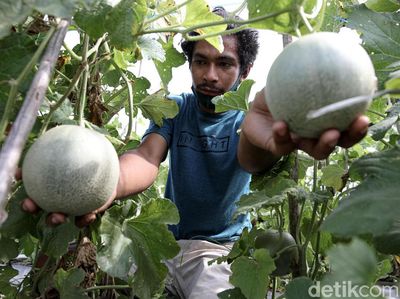 Kisah Anak Muda di Perbatasan RI, Sukses Bertani Saat Pandemi