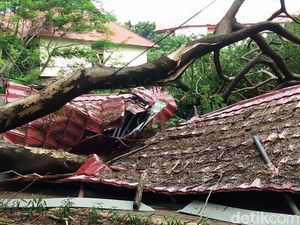 Hujan Deras Bikin Pohon Tumbang, Parkiran Unhas Roboh Tertimpa