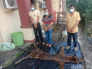 Polisi Gagalkan Perdagangan Kulit Harimau di Bengkulu, 3 Orang Diamankan