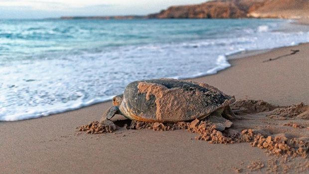 Sur Turtles Giant green sea coming back to sea water after nesting at Ras al Jinz, Ras al Hadd. Oman