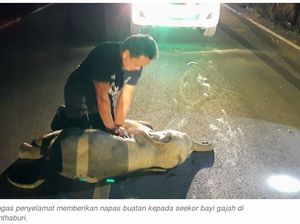Hore! Bayi Gajah Ini Selamat dari Maut Karena Napas Buatan