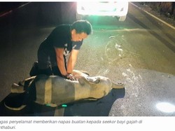 Hore! Bayi Gajah Ini Selamat dari Maut Karena Napas Buatan