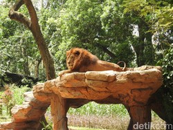 Libur Nataru, Bonbin Bandung Punya Pameran Zona Afrika