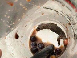 Sudah Hampir Habis, Netizen Ini Baru Sadar Ada Cicak di Boba Miliknya