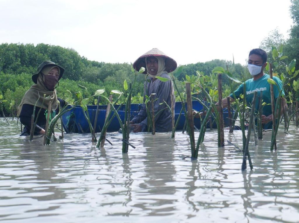 Gojek Mulai Tanam Ribuan Mangrove dari Penyerapan Jejak Karbon