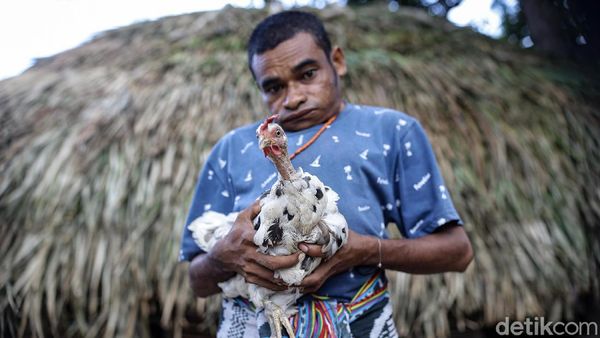 KUR BRI Bantu Peternak Ayam Rumahan