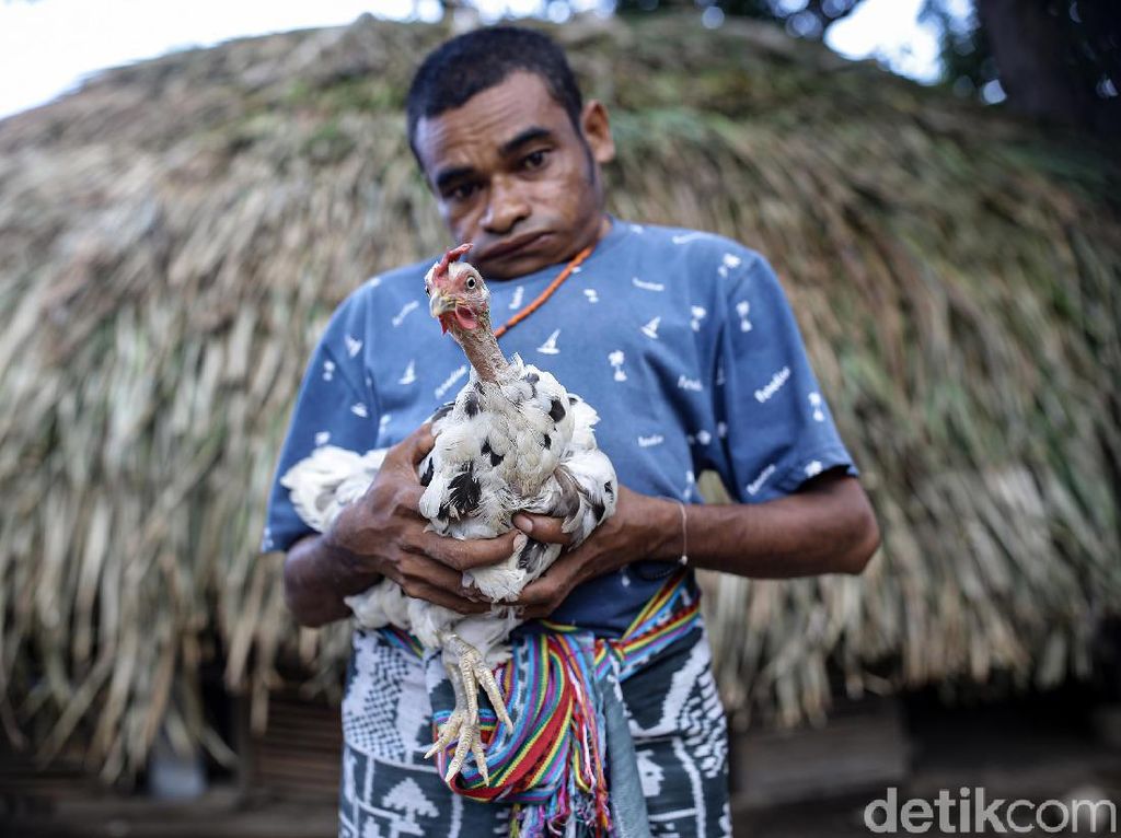 KUR BRI Bantu Peternak Ayam Rumahan KUR BRI Bantu Peternak Ayam Rumahan