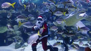 Keseruan Santa saat Renang Bersama Ikan