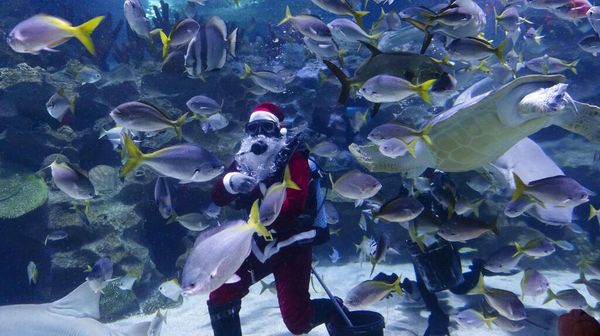 Keseruan Santa saat Renang Bersama Ikan