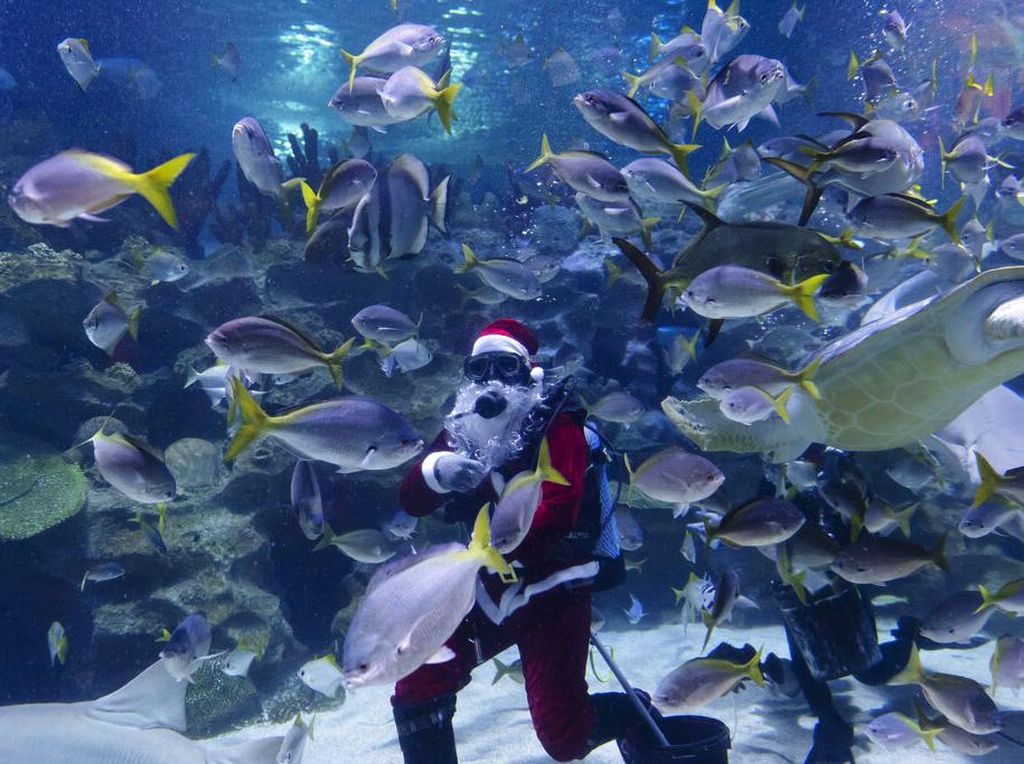 Keseruan Santa saat Renang Bersama Ikan