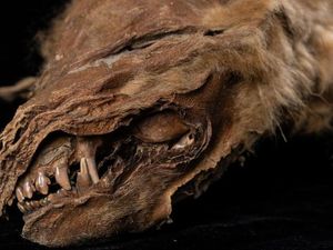 Mumi Anak Serigala Purba yang Hidup 56 Ribu Tahun Lalu Ditemukan di Kanada