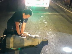Bayi Gajah Diselamatkan dengan Napas Buatan Usai Ditabrak Sepeda Motor