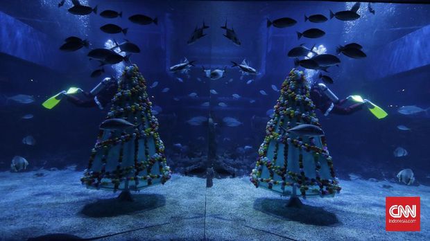 Penyelam berkostum putri duyung menari di dalam air yang dihias pohon natal di Jakarta Aquarium dan Safari, Mal Neo Soho, Grogol, Jakarta, Selasa (22/12/2020). Selain memamerkan ribuan satwa air maupun darat, lokasi wisata tersebut juga menampilkan pertunjukan bawah air dengan hiasan pohon natal berbahan daur ulang limbah di laut untuk menyambut libur Natal 2020 dan Tahun Baru 2021 dengan menerapkan protokol kesehatan untuk mencegah penularan COVID-19.  CNN Indonesia/ Adhi Wicaksono