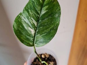 3 Masalah yang Sering Timbul Pada Tanaman Hias dan Solusinya