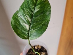 3 Masalah yang Sering Timbul Pada Tanaman Hias dan Solusinya