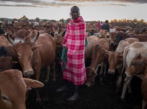 Wisata Margasatwa di Kenya Anjlok Gegara Corona