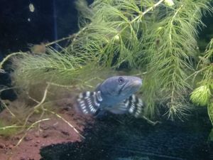 Puluhan Ekor Ikan Predator Dimusnahkan KKP Puluhan Ekor Ikan Predator Dimusnahkan KKP