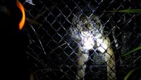 Masuk Perangkap, Harimau Sumatera Dievakuasi di Aceh