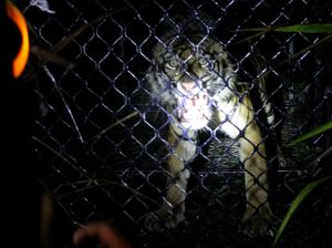 Masuk Perangkap, Harimau Sumatera Dievakuasi di Aceh