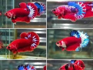 Mengintip Peluang Bisnis Lelang Ikan Cupang Mengintip Peluang Bisnis Lelang Ikan Cupang