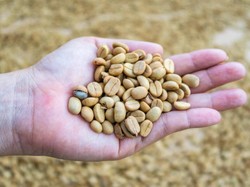 3 Fakta Kopi Fermentasi yang Kualitasnya Lebih Bagus dari Kopi Biasa