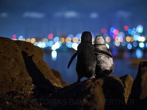 Karya Jawara Ocean Photography Awards Pukau Mata