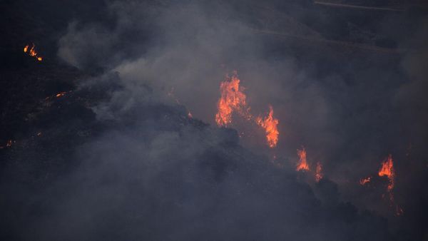 Kebakaran Bikin Hutan yang Dulu Hijau Kini Menghitam