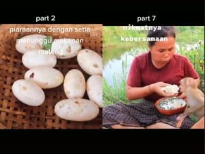 Tak Ada Telur Ayam, Wanita Ini Pilih Masak Telur Buaya Kukus