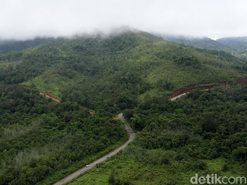 8 Manfaat Hutan Hujan Tropis, Penyedia Oksigen hingga Tempat Berlindung
