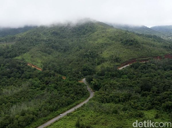 Foto: Hijaunya Hutan Kalimantan yang Jadi Paru-paru Dunia