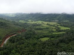 Anggota DPR Aceh Minta Petugas Kontrak Pengaman Hutan Tak Dihapus