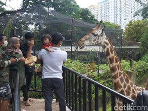 Libur Nataru, Begini Situasi Kebun Binatang Bandung Sabtu Ini Libur Nataru, Begini Situasi Kebun Binatang Bandung Sabtu Ini