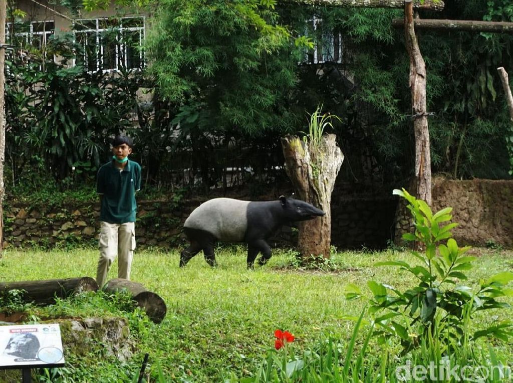 Asyik! Main ke Kebun Binatang Bandung Tak Perlu Lagi Pakai Masker