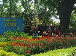 Harga Tiket Kebun Binatang Bandung, Lengkap dengan Fasilitas Barunya