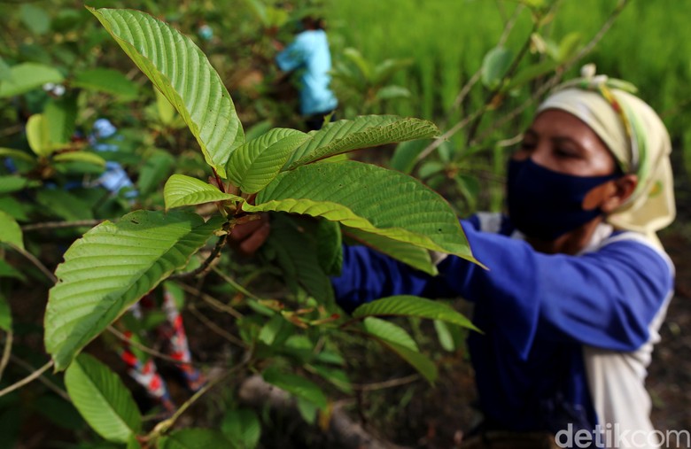 Semerbak Daun Kratom Penggerak Ekonomi Masyarakat Kapuas Hulu